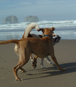 beach dogs twin rocks play